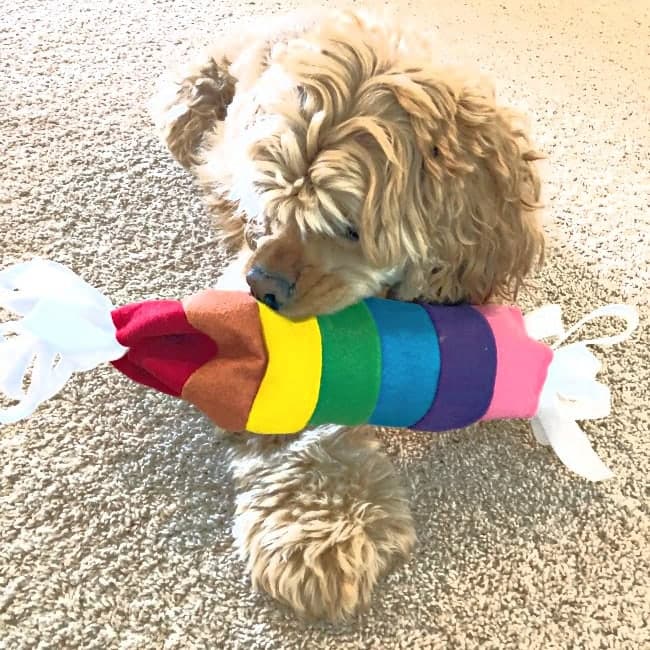 how-to-make-a-water-bottle-dog-toy-handmade-pet-gift